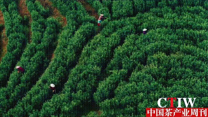 有关于丹徒茶叶品牌推介会举行 以茶为媒促进产业聚能发展的最新消息