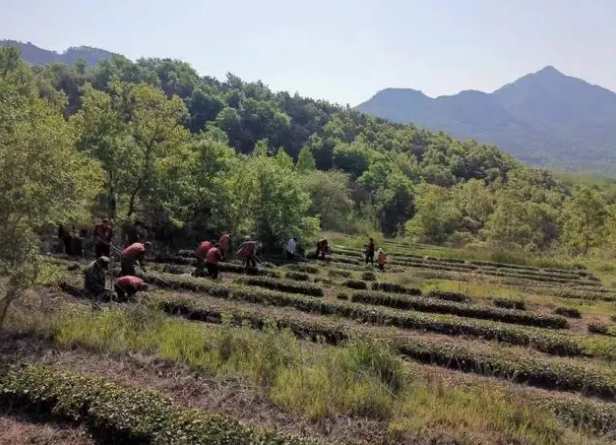 有关于乳山绿茶：四时天气促相催，一夜薰风带暑来的相关内容