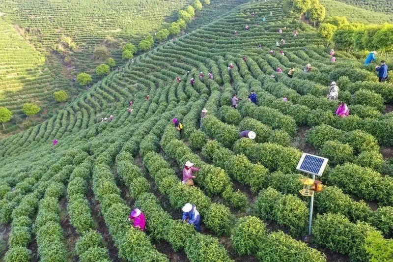 有关于朱虹 龙溪虎：永新白茶 独具四香的消息(2)