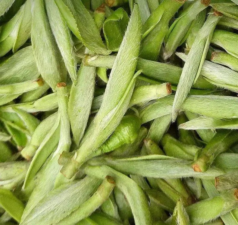 有关于朱虹 龙溪虎：永新白茶 独具四香的消息(3)