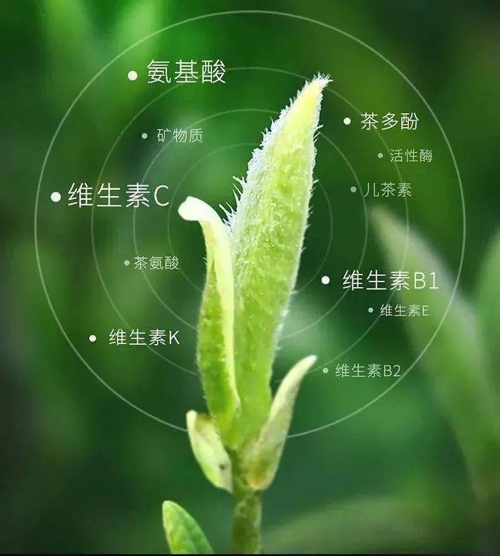 有关于朱虹 龙溪虎：永新白茶 独具四香的消息(6)