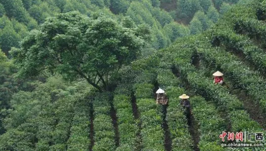 有关于横州市：茶园吐新绿 茶农制茶忙的新闻