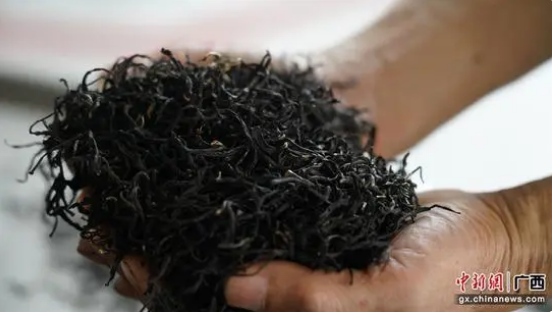 有关于横州市：茶园吐新绿 茶农制茶忙的新闻(2)