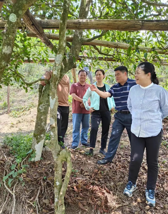有关于黄丽云在盈江调研茶叶产业时指出：让茶产业成为山区群众发展致富的“金叶子”的相关信息(1)