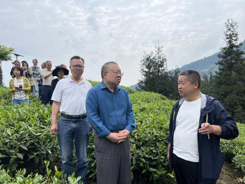 关于雅安市政协副主席、市工商联主席杨力率队调研天全县茶产业发展情况 雅安市政协的相关信息