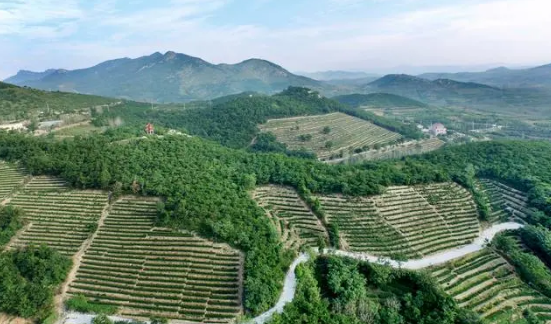 关于拓展海青茶品牌价值 乡村研学“火出圈”的新闻(1)