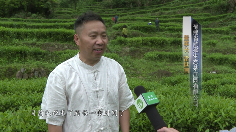 关于光泽县万亩生态茶园进入春茶盛产期的相关内容(2)