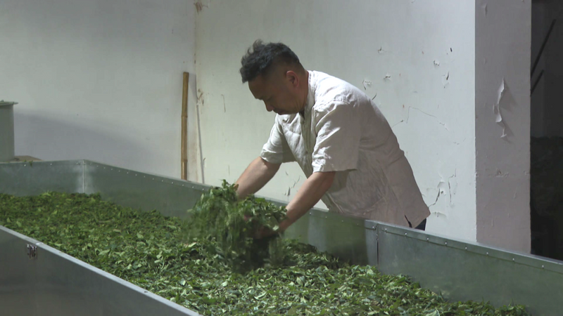 关于光泽县万亩生态茶园进入春茶盛产期的相关内容(3)