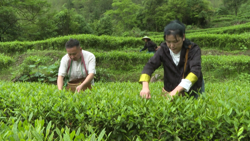 关于光泽县万亩生态茶园进入春茶盛产期的相关内容