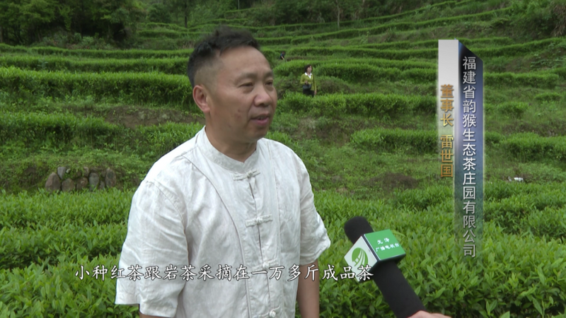 关于光泽县万亩生态茶园进入春茶盛产期的相关内容(4)
