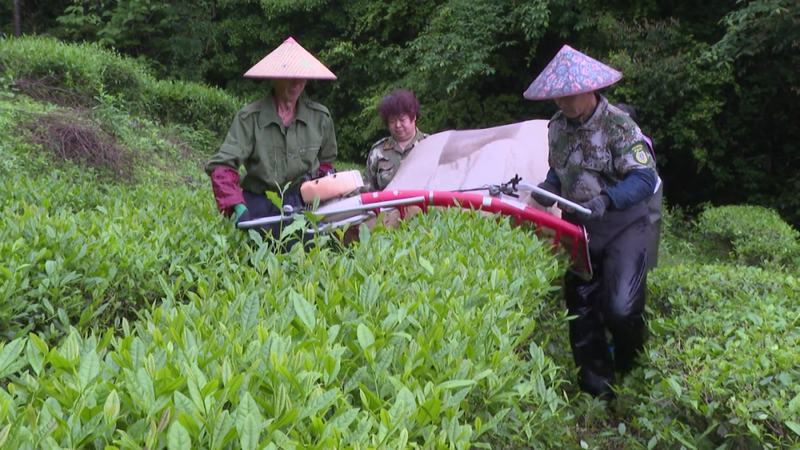 关于光泽县万亩生态茶园进入春茶盛产期的相关内容(1)