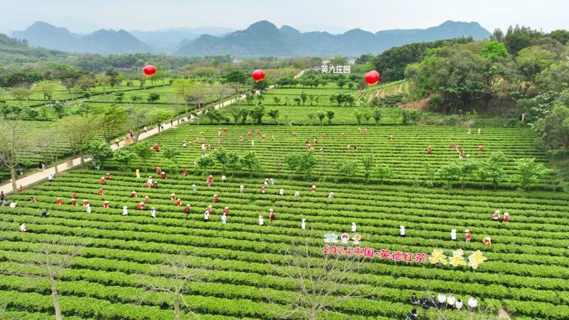 关于红茶类全国第二！英德红茶入围“2024中国茶区域公用品牌TOP20”的信息(1)