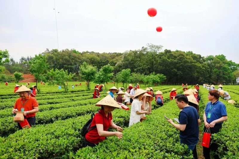 关于红茶类全国第二！英德红茶入围“2024中国茶区域公用品牌TOP20”的信息(2)