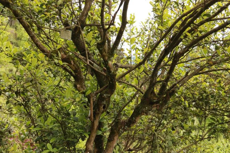 关于​清池镇：有序开展古茶树资源普查登记工作的信息(2)