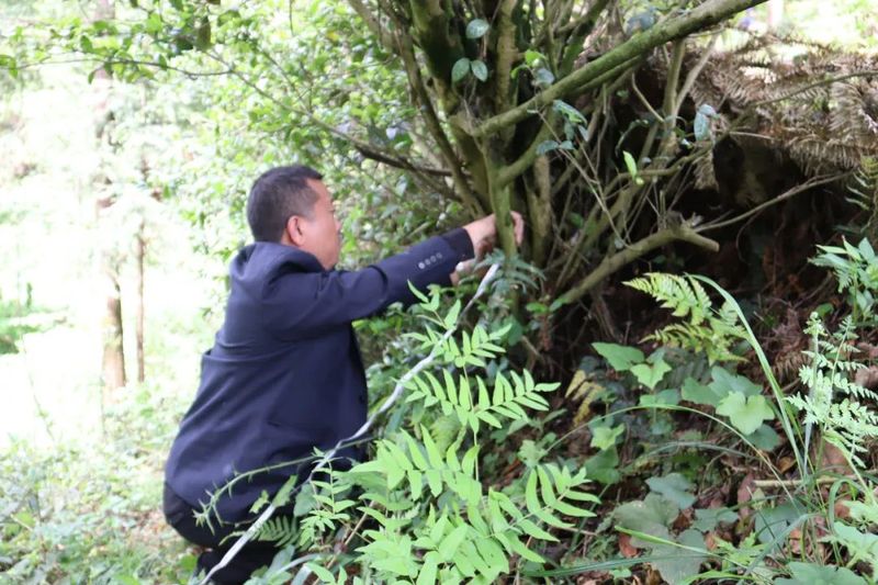 关于​清池镇：有序开展古茶树资源普查登记工作的信息(1)