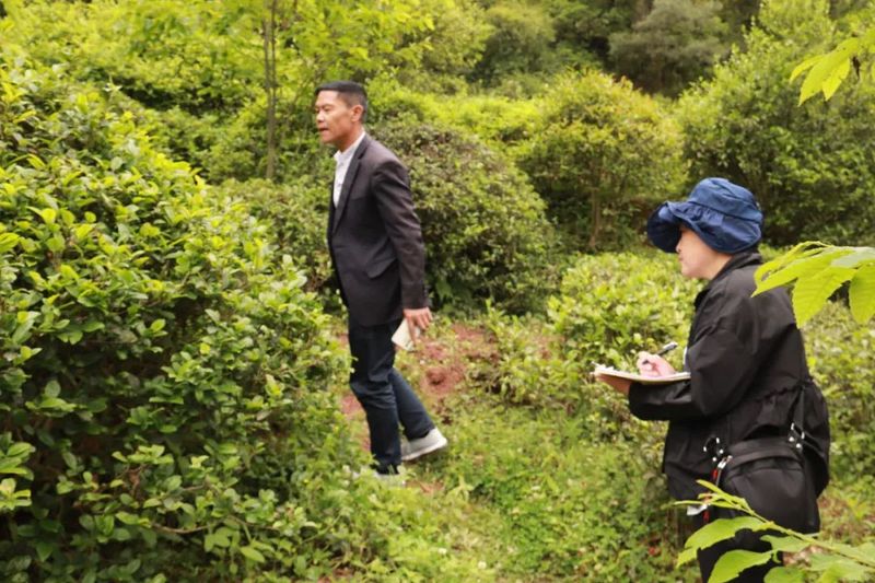 关于​清池镇：有序开展古茶树资源普查登记工作的信息