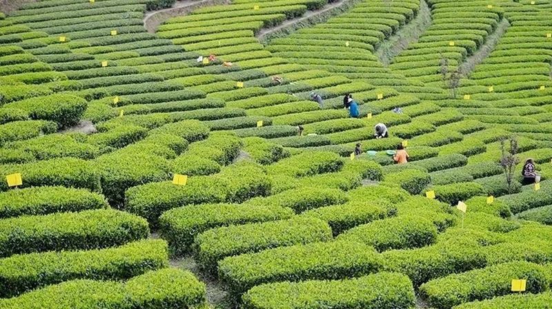 有关于春茶今年销售遇冷,交易量额齐跌,湖北打出组合拳应对挑战的信息(5)