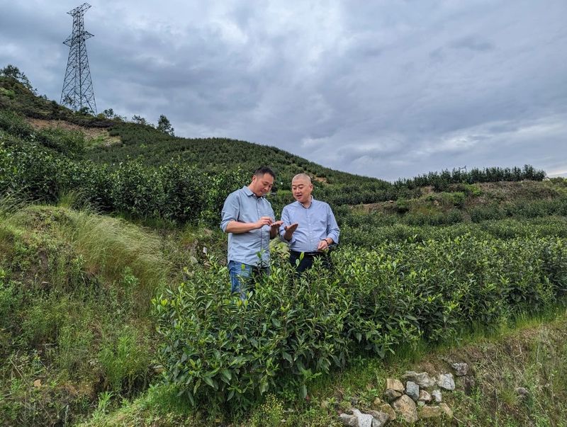 有关于泰顺县茶产业机械化建设创新探索与实践的相关信息