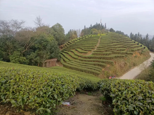 关于三江归亚村：茶叶产业基地便道开工建设 促进农民增收的新闻(3)