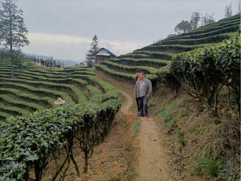 关于三江归亚村：茶叶产业基地便道开工建设 促进农民增收的新闻