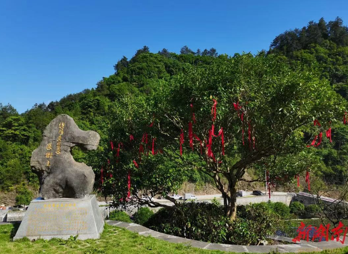 有关于保靖黄金茶品牌价值40.93亿元！2024中国茶区域公用品牌第35位的信息