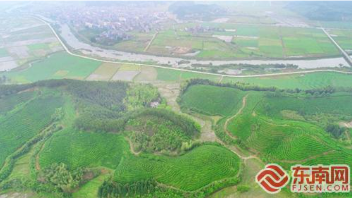 有关于南平浦城:小茶叶托起乡村振兴“大产业”的资讯(1)