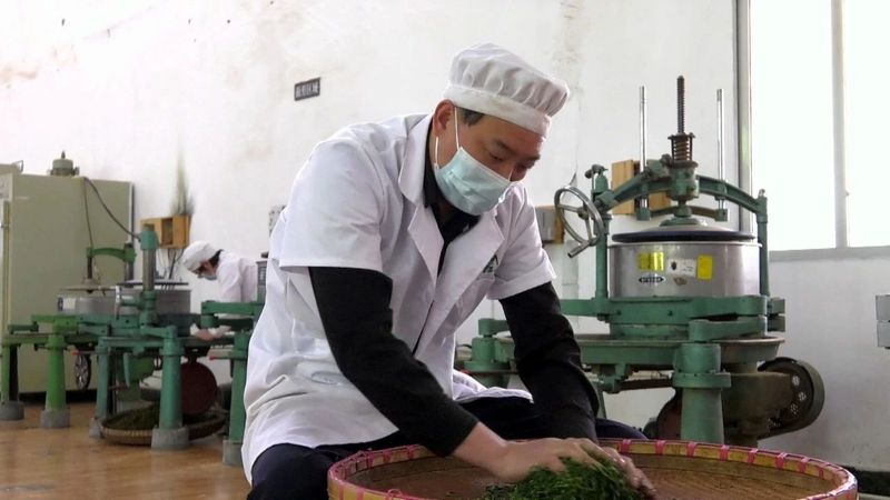 关于贵州凤冈:醉美遵义城 好茶娄山春 之“茶王”记的最新消息(1)