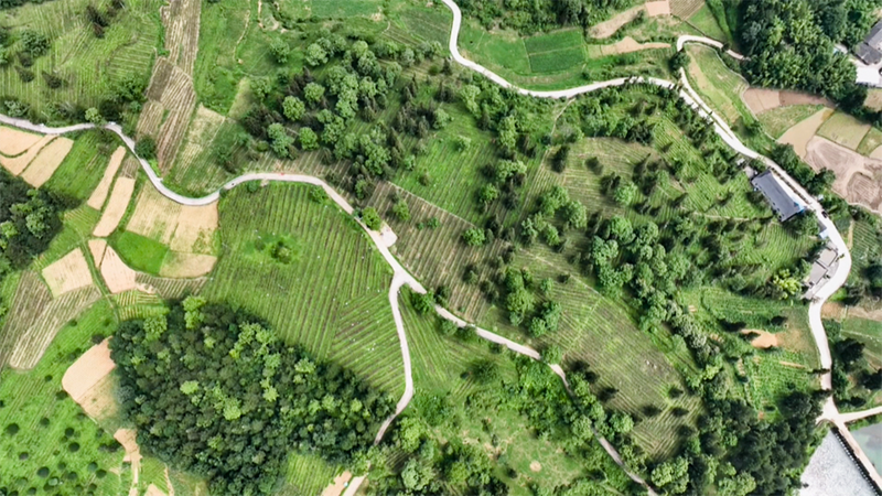 关于贵州凤冈:醉美遵义城 好茶娄山春 之“茶王”记的最新消息