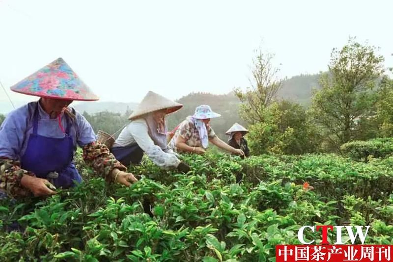 有关于广西凌云：茶业兴旺绘新篇 “金”叶铺就富民路的信息