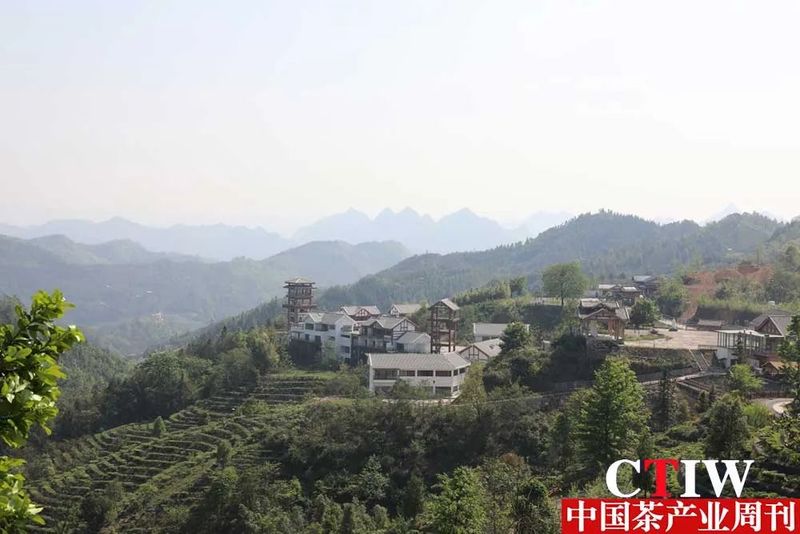 有关于广西凌云：茶业兴旺绘新篇 “金”叶铺就富民路的信息(2)