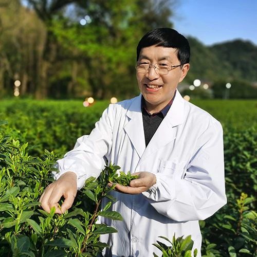 有关于权威专家齐聚陕西安康，“国际茶日”共论茶业新质生产力!的内容(2)