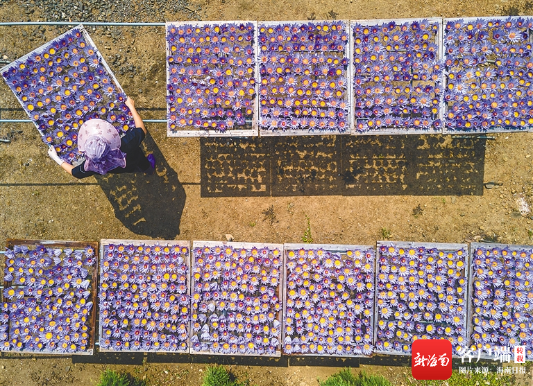 关于琼海：蓝莲花茶香飘海外的相关信息