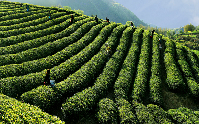 关于赣茶集团：讲好“赣茶+”故事，让江西茶走出江西的最新消息