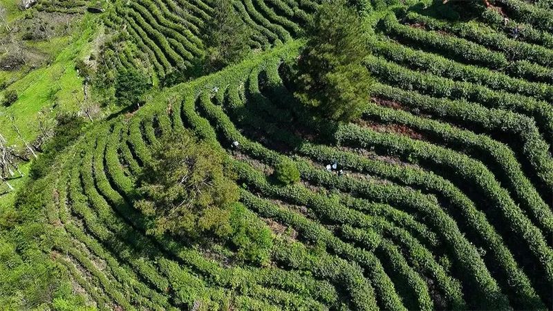 关于石阡苔茶 向“新”而行的资讯