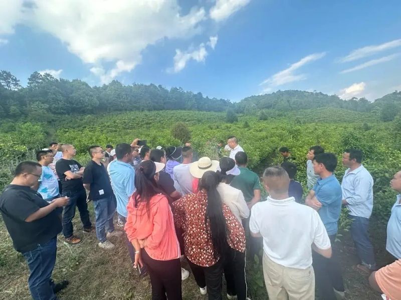 有关于凤山镇举行茶叶技能培训 助力乡村产业振兴 的资讯(3)