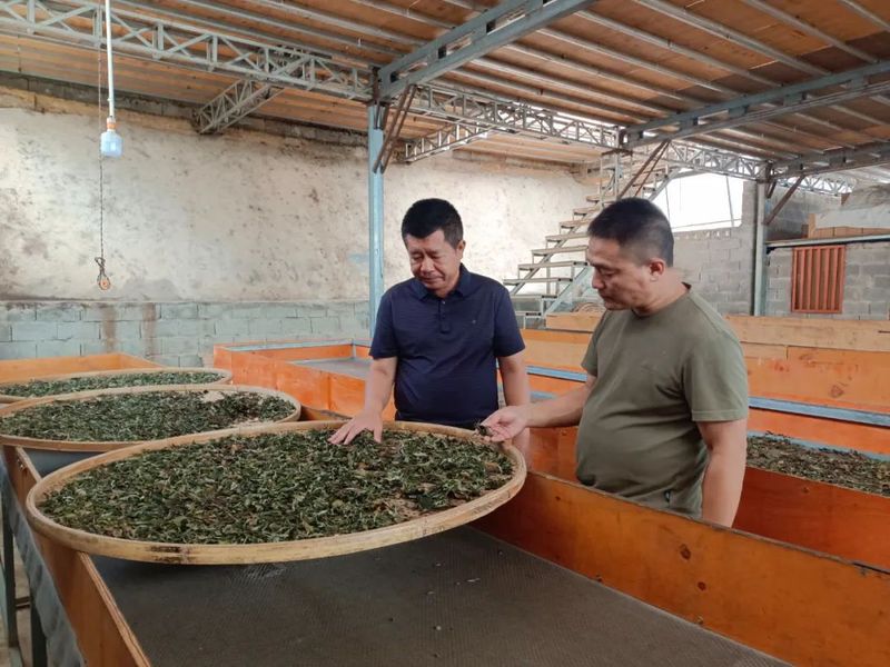 有关于镇康县政协调研茶产业的资讯