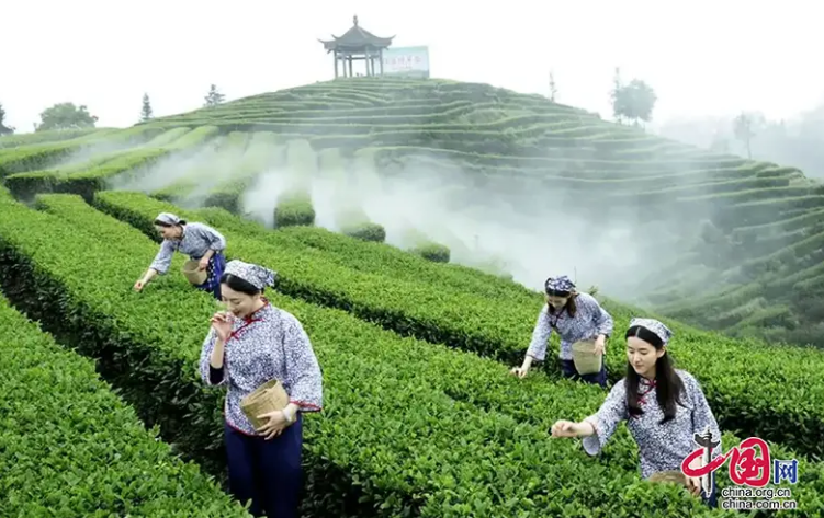 有关于泸州纳溪：数字赋能茶产业提质增效的消息