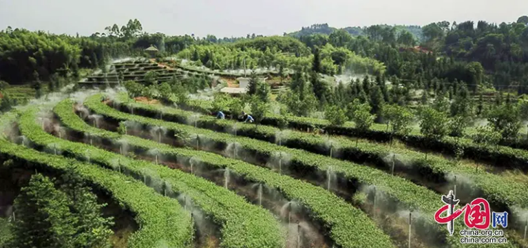 有关于泸州纳溪：数字赋能茶产业提质增效的消息(1)