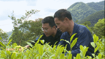 关于汀溪乡:做强茶叶产业 为乡村振兴赋能添彩的最新消息(1)