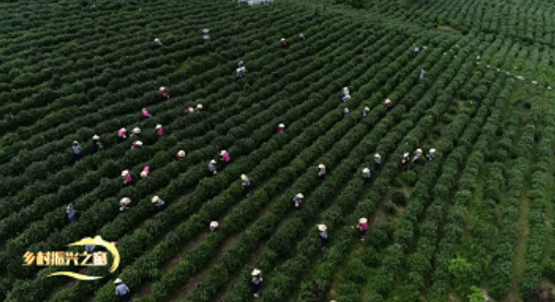 关于汀溪乡:做强茶叶产业 为乡村振兴赋能添彩的最新消息(4)