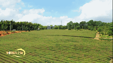 关于汀溪乡:做强茶叶产业 为乡村振兴赋能添彩的最新消息