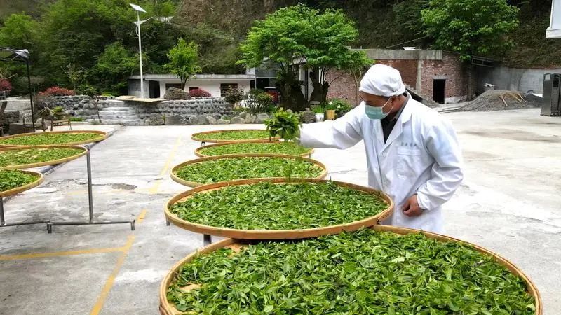 关于近600亩！紫阳发掘保护安康市最大面积古茶树群落的相关内容(7)