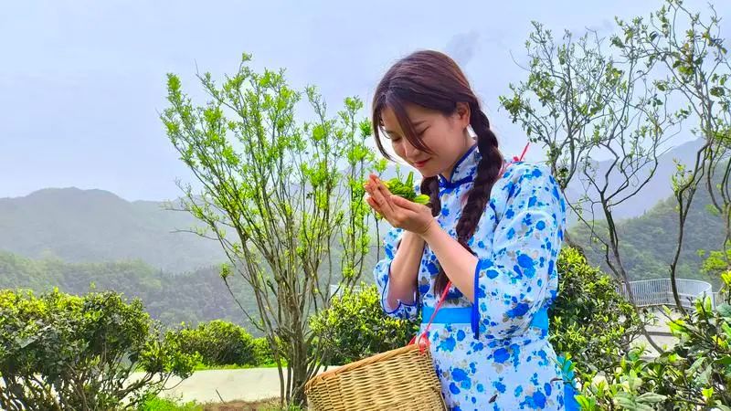 关于近600亩！紫阳发掘保护安康市最大面积古茶树群落的相关内容(6)