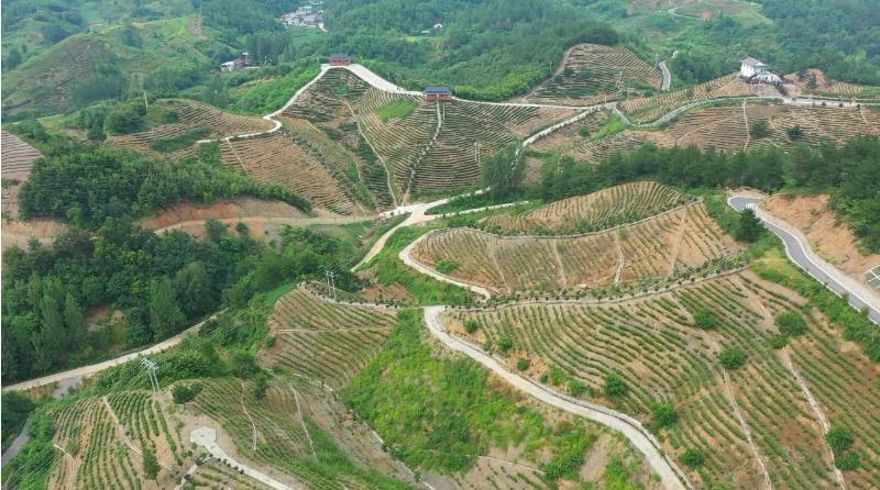 关于商洛：多点开花 富民强县 茶产业蓬勃发展的最新消息