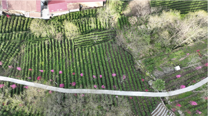 关于商洛：多点开花 富民强县 茶产业蓬勃发展的最新消息(2)