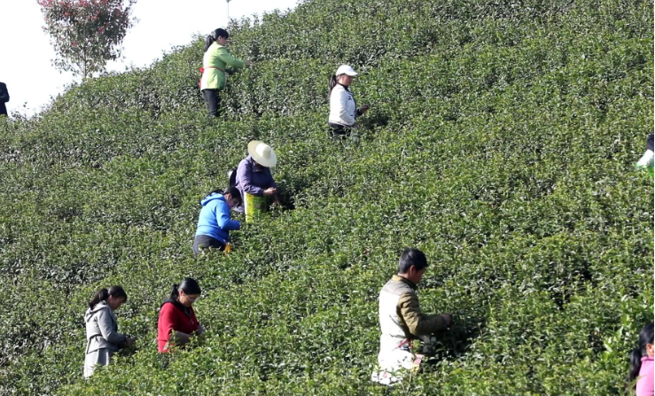 关于商洛：多点开花 富民强县 茶产业蓬勃发展的最新消息(1)