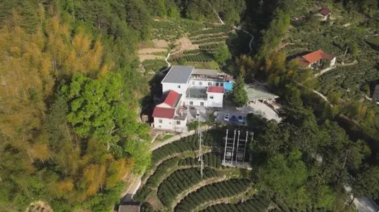 关于安徽:茶产业托起大别山区乡村振兴梦的新闻(1)