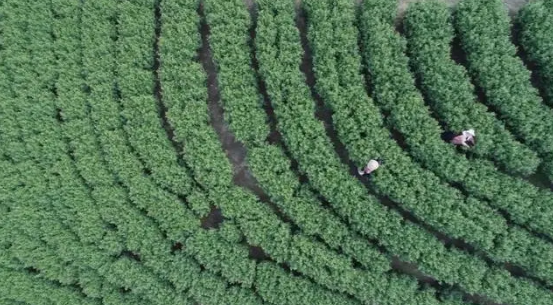 关于安徽:茶产业托起大别山区乡村振兴梦的新闻