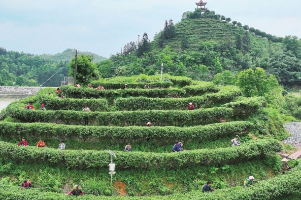有关于耒阳：满山飘茶香的相关信息