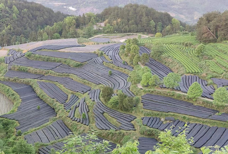 有关于思南县加强技术引领 推动抹茶(碾茶)产业高质量发展的相关内容